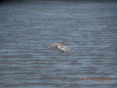Calidris canutus rufa