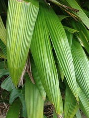 Molineria capitulata