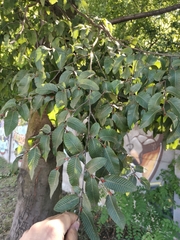 Nothofagus alpina