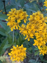 Tagetes nelsonii
