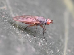 Tephrochlamys rufiventris