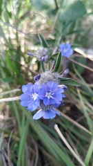 Evolvulus pterocaulon