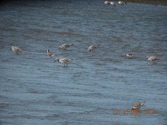 Calidris canutus rufa