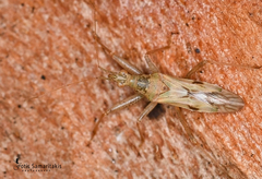 Nabis viridulus