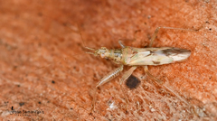 Nabis viridulus