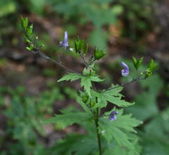 Aconitum septentrionale