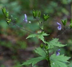 Aconitum septentrionale