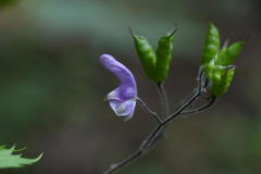 Aconitum septentrionale