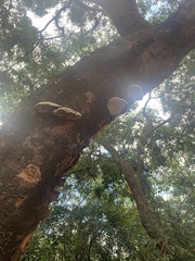 Ganoderma tornatum