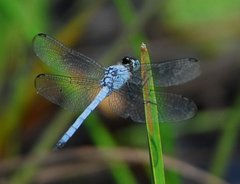 Chalcostephia flavifrons