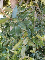 Eucryphia cordifolia