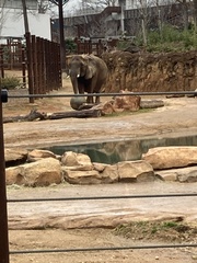Elephantidae