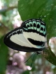 Nacaduba cyanea