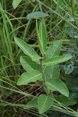 Raphionacme lucens