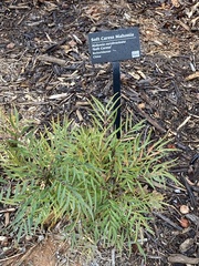 Berberis eurybracteata