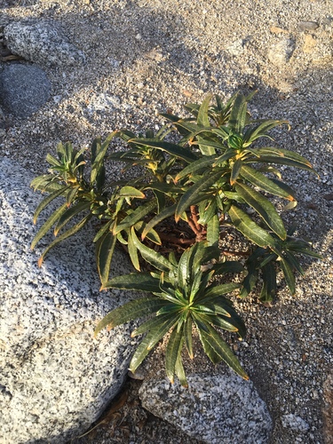 Hairy yerba santa (Eriodictyon trichocalyx)