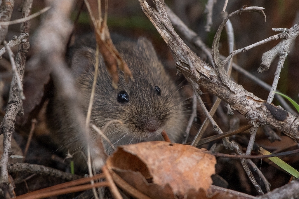 Cabrera's Vole