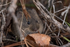 Cabrera's Vole photo 1