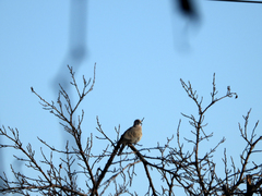 Streptopelia decaocto