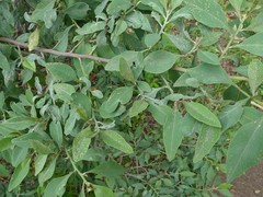 Indigofera ammoxylum