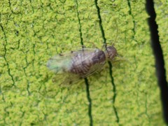 Ectopsocus petersi