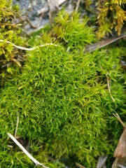 Didymodon sinuosus