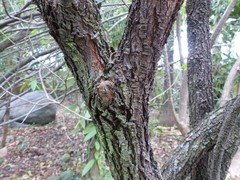 Indigofera ammoxylum