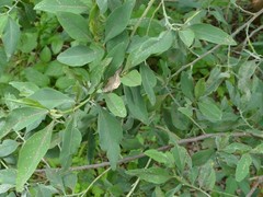 Indigofera ammoxylum