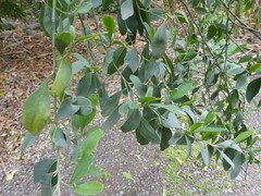 Indigofera ammoxylum