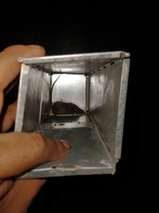 Peromyscus yucatanicus