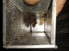 Peromyscus yucatanicus