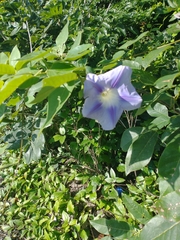 Ipomoea clavata