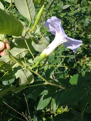 Ipomoea clavata