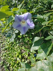 Ipomoea clavata