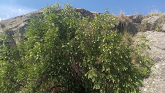 Escallonia cordobensis