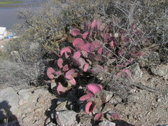 Opuntia gosseliniana