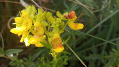 Calceolaria teucrioides