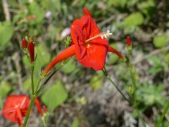 Ipomoea hederifolia image