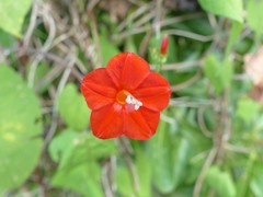 Ipomoea hederifolia image