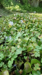 Marsilea