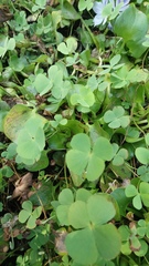 Marsilea