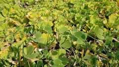 Marsilea