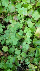Marsilea