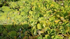 Pistia stratiotes