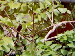 Sporophila maximiliani