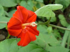 Ipomoea hederifolia image