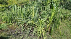 Pandanus kaida