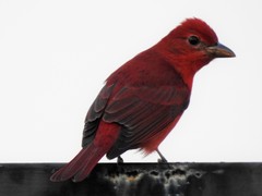 Piranga rubra