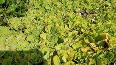 Pistia stratiotes