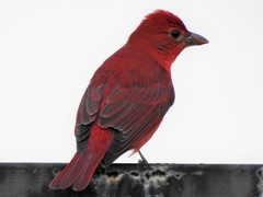 Piranga rubra